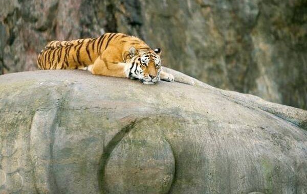 tiger on buddha